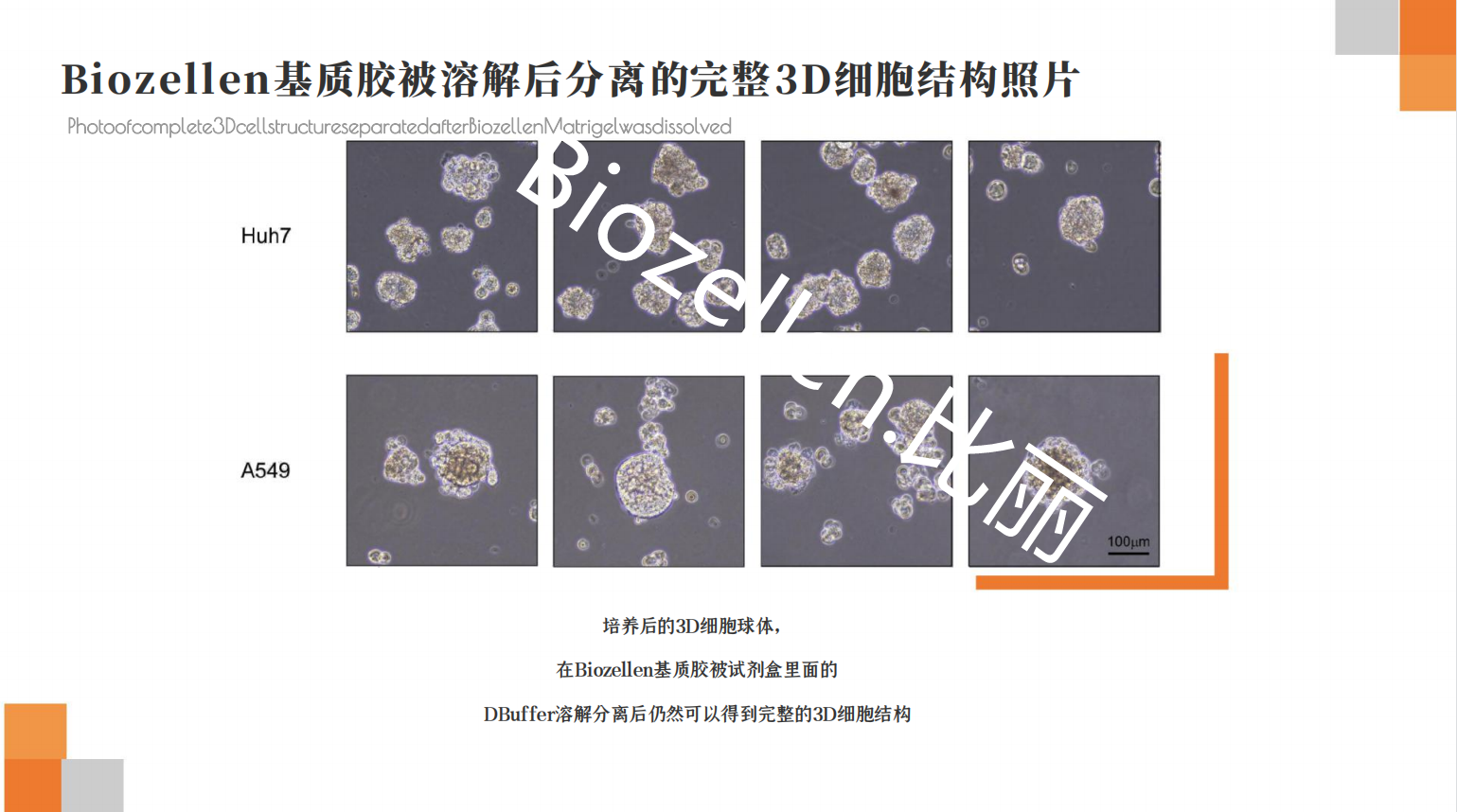 B-P-00002   Biozellen?3D細胞培養基質(zhì)膠套裝 三.png