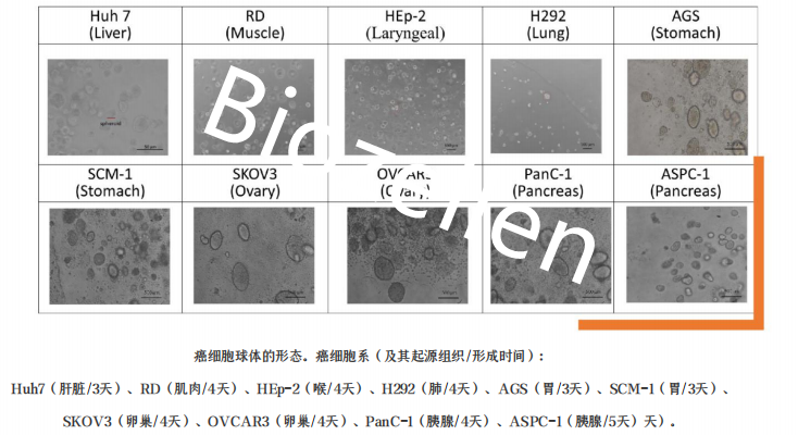 B-P-00003   Biozellen?3D類(lèi)器官培養基質(zhì)膠套裝 二.png