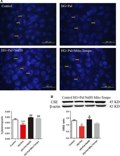 （NBS5820）   7-Azido-4-methylcoumarin (AzMC、C-7Az) 硫化氫熒光探針 圖1.png